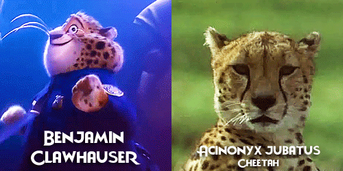 allmyhanddrawnsoul: Zootopia characters + Real life animals Celebrating Zootopia’s