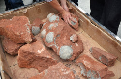 discoverynews:  Dinosaur Egg Stash Found During China RoadworkRoad work in the southern China city of Heyuan was interrupted on Sunday when construction workers noticed something unusual in the ground — a fat stash of dinosaur eggs — 43, to be exact.