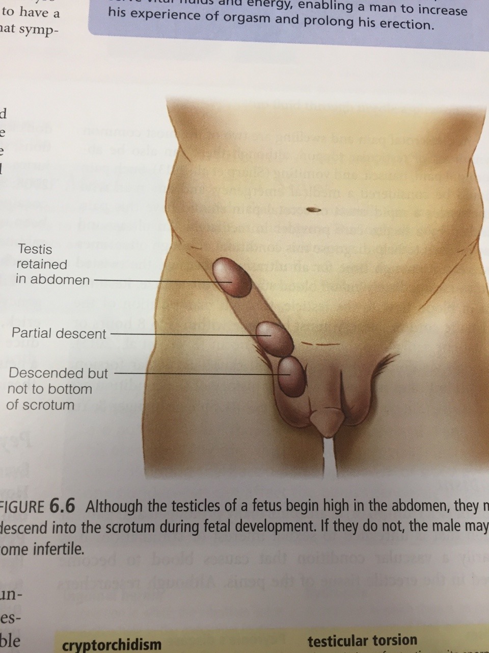 varj21:  circumcisedperfection:  When you find a US sex health book and the only