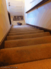 cutefurrythings:  x 