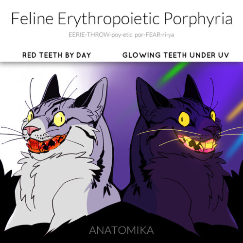 arsanatomica:Feline Erythropoietic Porphyria is a rare genetic disorder that causes cats to have nat