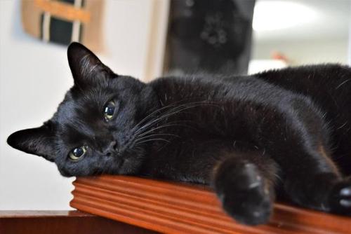 cutekittensarefun:  Here’s Mae Mae. At this point, I’d like to know who even said black cats are difficult to photograph.