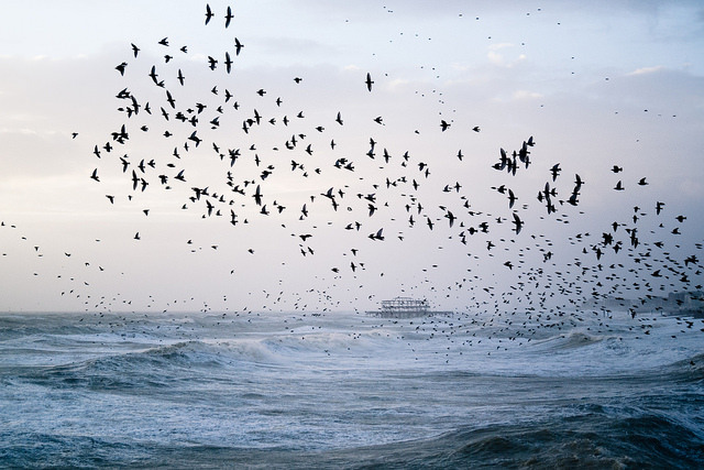 vakent:  Stormy Seas and Starling Murmuration by lomokev on Flickr.