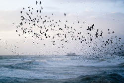 vakent:  Stormy Seas and Starling Murmuration