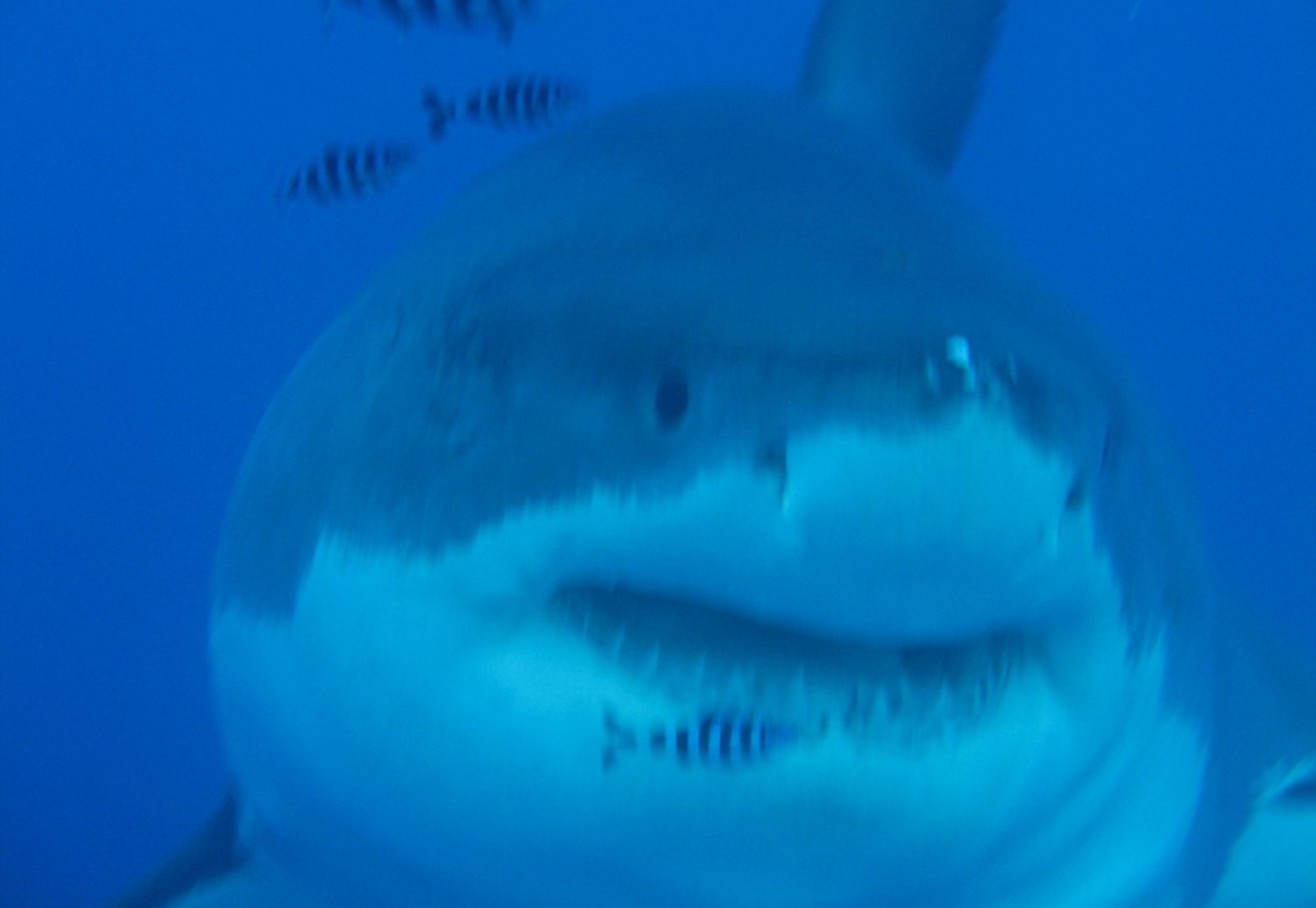 amtrax:  wormsounds:  liddellsuite:  I love how Great White sharks are terrifying