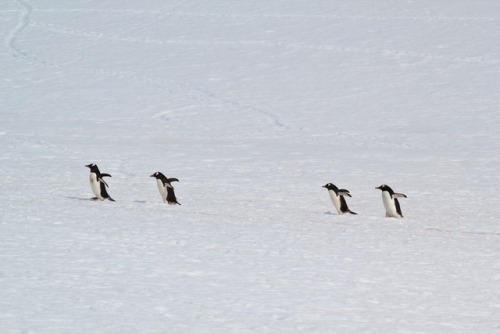 guys penguins naruto run