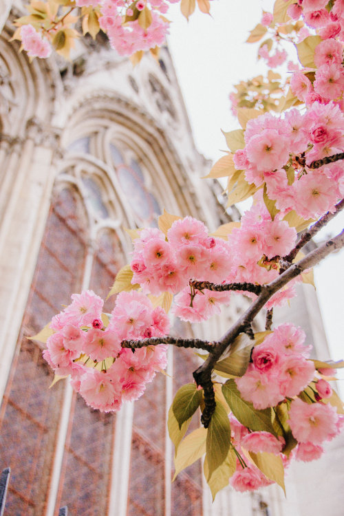 florealegiardini:Cathédrale Notre-Dame de Paris, Paris, France ~ Forthosewhowander.com