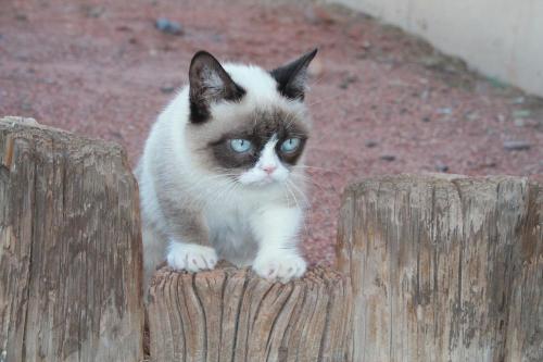 tardthegrumpycat:  The Daily Grump | January 2, 2013 