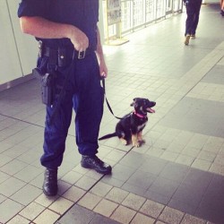 9gag:  One day, I’ll be a big police dog!
