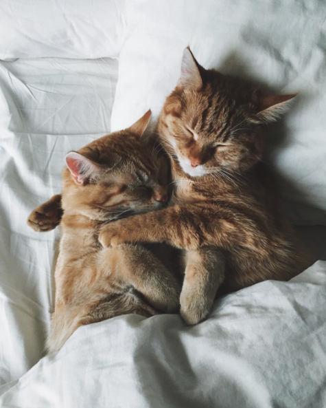 organicandhappy:  lord–swoledemort:  catsbeaversandducks:  “Let’s be cute together!”