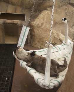 dailyotter:  Otter Is Completely Relaxed in His Hammock Via The Otters Photo Album 