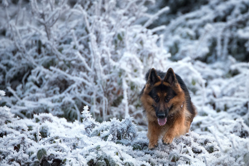 handsomedogs: Arthos Li | Ice-World-Dreams 