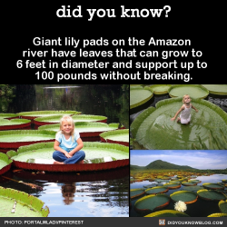 did-you-kno:  Giant lily pads on the Amazon  river have leaves that can grow to  6 feet in diameter and support up to  100 pounds without breaking.  Source