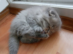 awwww-cute:  A Very Cute Sleeping Kittie (Source: http://ift.tt/1Mi09HV)
