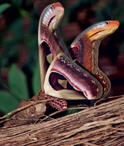 jaubaius:  Atacos Atlas, the amazing butterfly disguised as a snake and is considered the largest bu