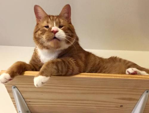 catsbeaversandducks: Mr. Magoo The Blind Kitty Will Steal Your Heart Mr. Magoo was found wandering t