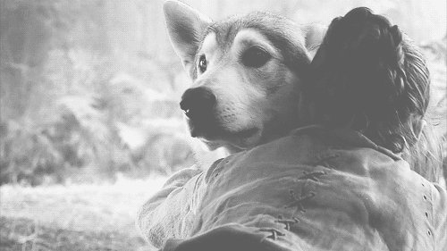 isuoiocchidentroilmare:  Un cane non se ne fa niente di macchine costose, case grandi