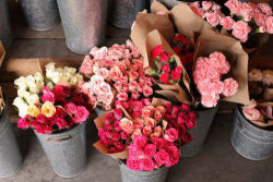 rinadmg:  Roses. on We Heart It. 