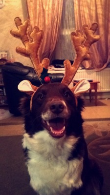 handsomedogs:  Never seen a dog as happy as my border collie Dixie to be dressed up for Christmas before! 