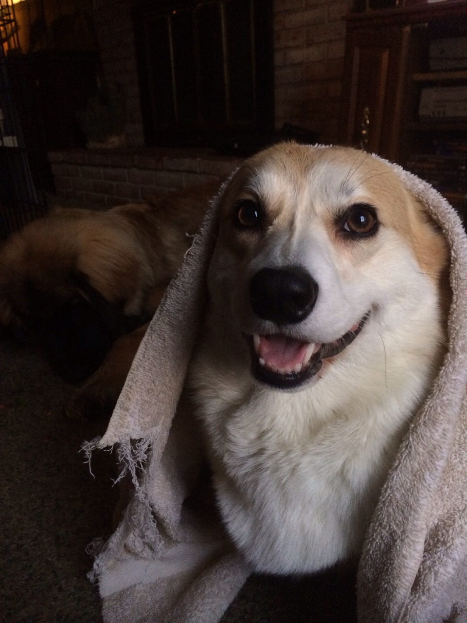 scampthecorgi:  Back from the gym… Gotta cool down! 
