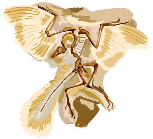 just a very quick archaeopteryx