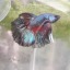 kspecter