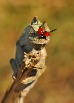 llbwwb:  It’s time to eat ! by Mustafa Öztürk 