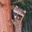 titiorpapa