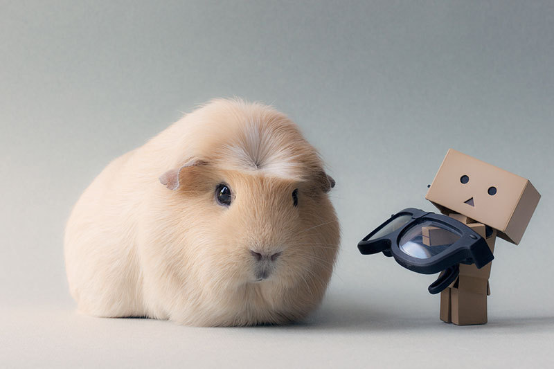 bobbycaputo:  Booboo, the World’s Cutest Guinea Pig Meet Booboo, a two-year