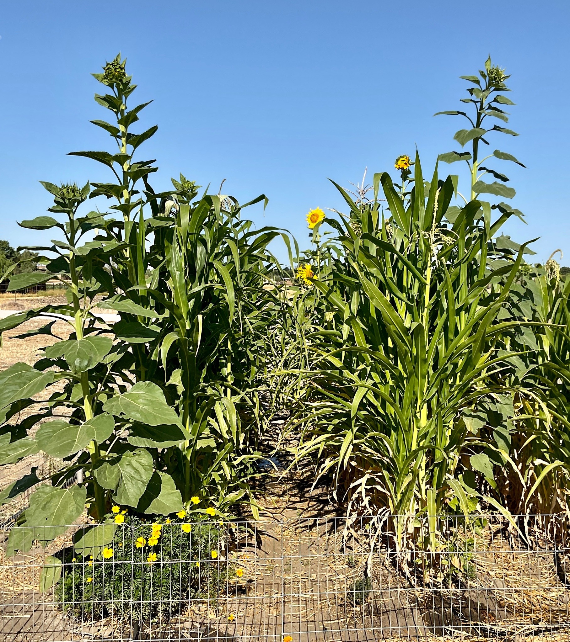 Two rows of corn and sunflowers. A couple of the sunflowers in the background have opened up, but the ones in the foreground have tightly closed flower heads on very tall stalks.