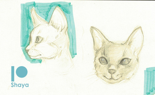 shayafury:Cat practice some doodles/sketches of kitties! I love cats! I hope you like it!