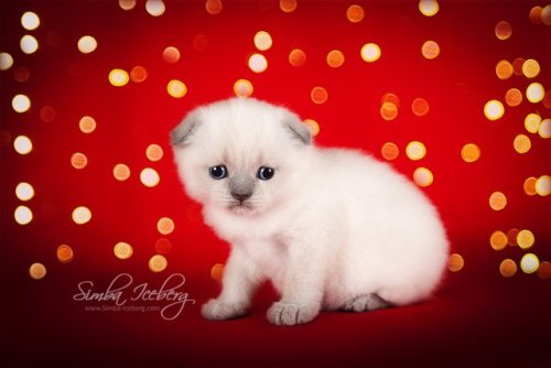 Let us introduce this little almost Christmas miracle! Scottish Fold kitten of blue point color. We 