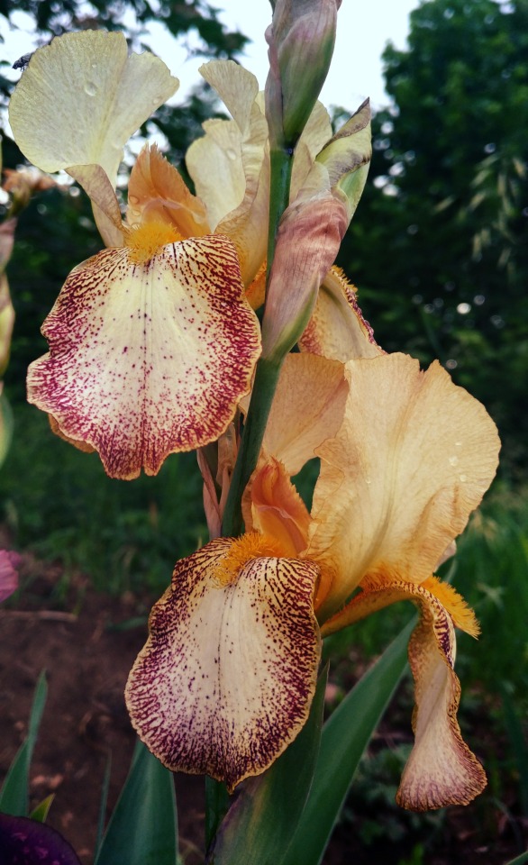 (.) Iris Barbata