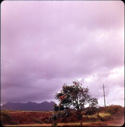 twoseparatecoursesmeet:  Tulip Tree, Hawaii, 1960s Doris Thomas 