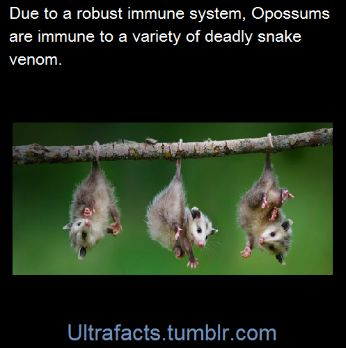 ultrafacts:  (Fact Sources: 1 2 3) Follow Ultrafacts for more facts