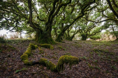 Til trees at Fanal, Madeira island by Ricardo Pestana Facebook | 500px | Instagram