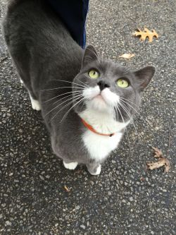 awwww-cute:  Made a new friend on my walk