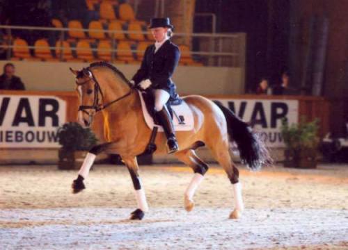 FS Champion de LuxeFS Cocky Dundee x SFS Golden FleurGerman Riding Pony, Stallion14.1hhBorn 1998