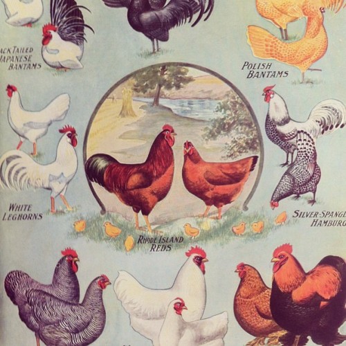 Vintage chickens.