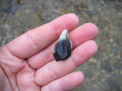 This old hog tooth I found in the creek has some really pretty dark blue coloration to it. It was un