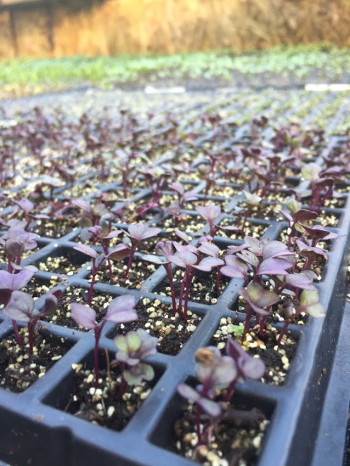 lettuce, scallions, and onion starts blooming 