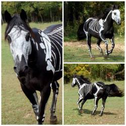 tissen:  snarkybrunette:  halloween costume for a horse  this is just so damn awesome every time i see it it just blows my mind 