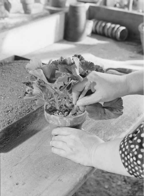 Eric SchaalPotting up cuttings of geraniums 1943LIFE Photo Collection