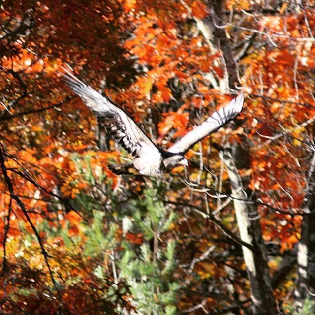 Eagle in Collinsville CT (at Collinsville Walking Trail)