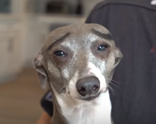deluxetrashqueen: JennaMarbles’s dog Kermit always looks like he’s on the brink of tears, no matter his actual emotional state. She put some fake eyelashes on him to look like eyebrows and he looks like the most distraught animal to ever live. He’s