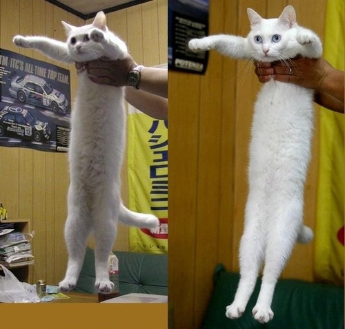 makichiha: thecutestcatever:  bikewheelr:  socialist-tomfoolery:  notcuddles:  kremlint:  erarg:  longcat is probably dead :(  WRONG   Awww, long cat’s owner got married.  this is a good post   “When you say “Looooong”, I think of my cat. Around