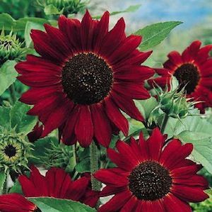 sixpenceee:  Sunflower Velvet Queen has stunning 6 inch flower heads in an opulent shade of rich crimson. They can grow to a reasonable size but no more than about 6 ft. (Source)  