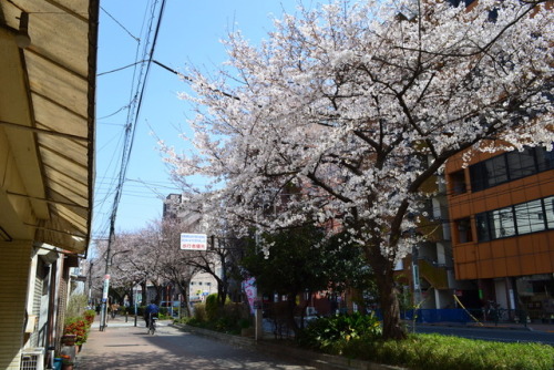 Cherry blossoms along Senkawa dōri, Sakuradai, Nerima, Tokyo. 2019