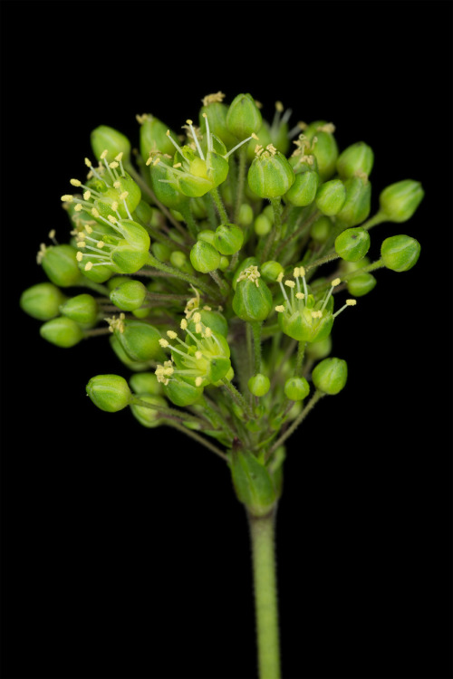 Schiedea globosa is another member of the pinks family, endemic to Hawaii, and though less imperiled