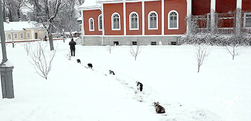 bob-belcher:Video: Cats Follow Russian Priest’s Procession Through the Snow